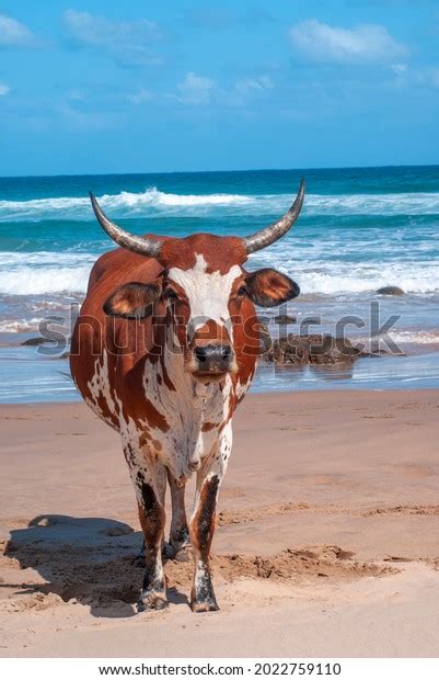 Nguni Cows On Beach Transkei South Stock Photo 2022759110 Shutterstock