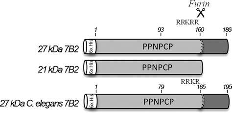 The Neuroendocrine Protein 7b2 Is Intrinsically Disordered Biochemistry