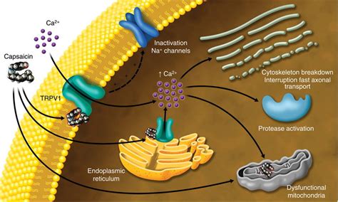 Multiple mechanisms underlie capsaicin-induced defunctionalization ...