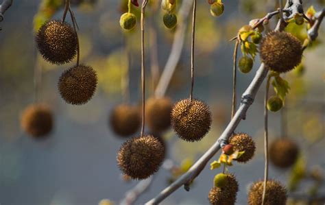 Sycamore Tree Fruit Edible : FOLKWAYS NOTEBOOK: AMERICAN SYCAMORE ...