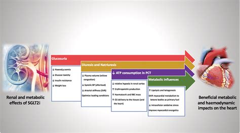 Indications and monitoring of side effects of SGLT2i in different... | Download Scientific Diagram