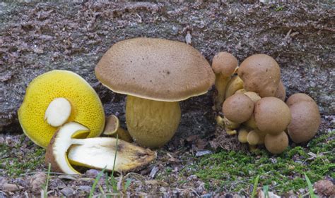 Aureoboletus Innixus Clustered Brown Bolete” The Bolete Filter