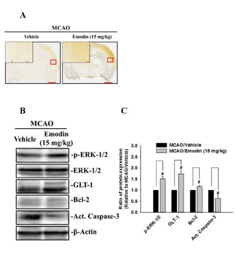 Emodin Increases GLT 1 Protein Expression In Rat Brain Sections After