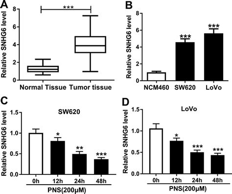 PNS Repressed SNHG6 Expression In CRC Cells QRT PCR For SNHG6