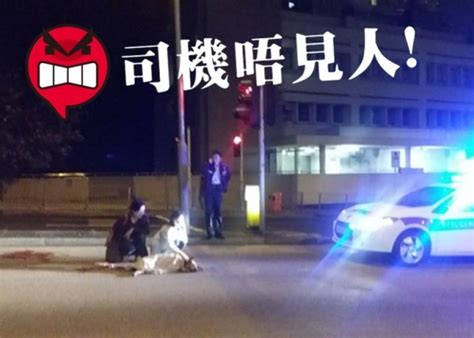 網民熱話：狗狗捱撞爆肚死 司機失蹤惹公憤｜即時新聞｜港澳｜oncc東網