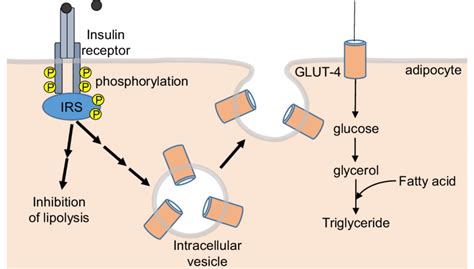 Insulin Signalling In An Adipocyte Abbreviation P Phosphorylation On