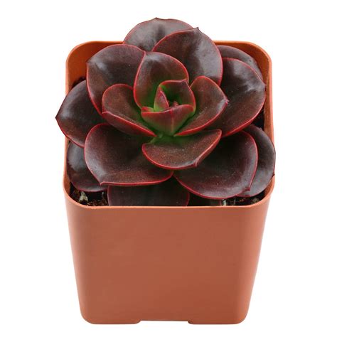 Echeveria Melaco The Garden Hows