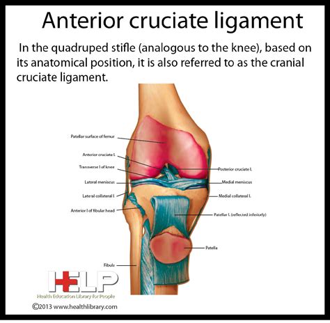 Anterior Cruciate Ligament Human Anatomy And Physiology Human Body