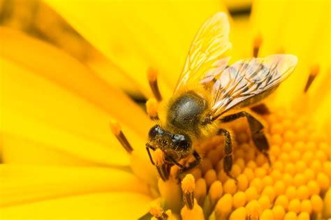 Abelha Coletando Mel Em Uma Flor Amarela De Perto Foto Premium