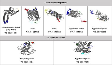 Identification Of Conformational B Cell Epitopes On The Tertiary