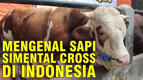 Ras Sapi Simmental Super Di Indonesia Yang Mempesona Youtube