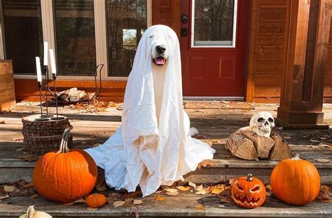 11 Pet Halloween Costumes To Make For Cats And Dogs In 2022 Brightly