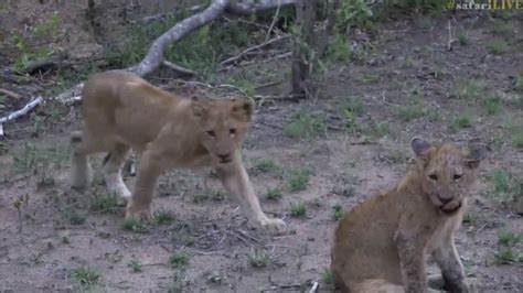 Safari Live The Nkuhuma Pride On A Fresh Kill Of Nyala On Drive Dec