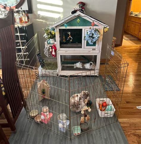 Indoor Rabbit Cage Setup For Happy And Healthy Bunnies