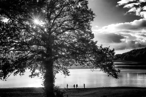 Free Images Tree Nature Grass Branch Cloud Black And White Sky