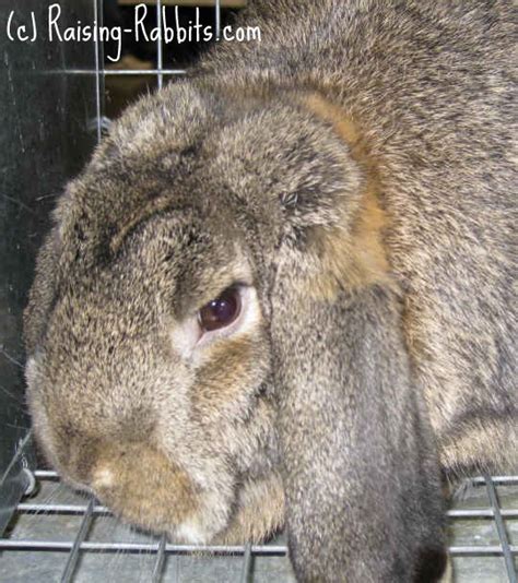 Rabbit Genetics Easy To Understand Basics Of Genetic Inheritance