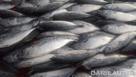 Nama Nama Ikan Laut Di Indonesia Jenis Jenis Ikan Laut Yang Populer
