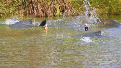 UNIPESCA O PESQUEIRO QUE NÃO EXISTE INVERNO MUITO PEIXE NO EVA YouTube