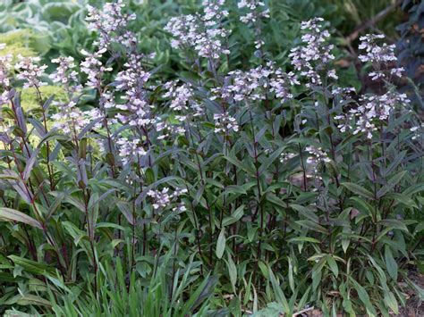 Penstemon, Dark Towers - Campbells Nursery