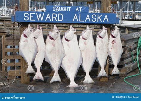Alaskan Fish Stock Image Image Of Quay Caught Halibut 11489633
