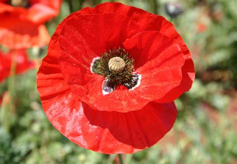 Red Poppy Field