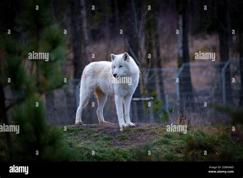 El Lobo Rtico Canis Lupus Arctos Tambi N Conocido Como Lobo Blanco