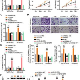 Silencing KCNQ1OT1 Inhibited The Malignant Proliferation Of RB Cells A