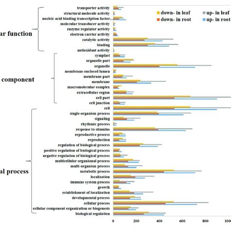 Gene Ontology Go Analysis Of Differentially Expressed Genes Genes