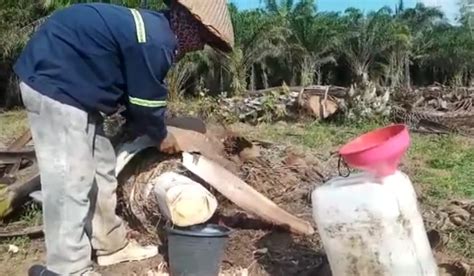 Membuat Gula Merah Dari Batang Kelapa Sawit Kalteng Ekspres