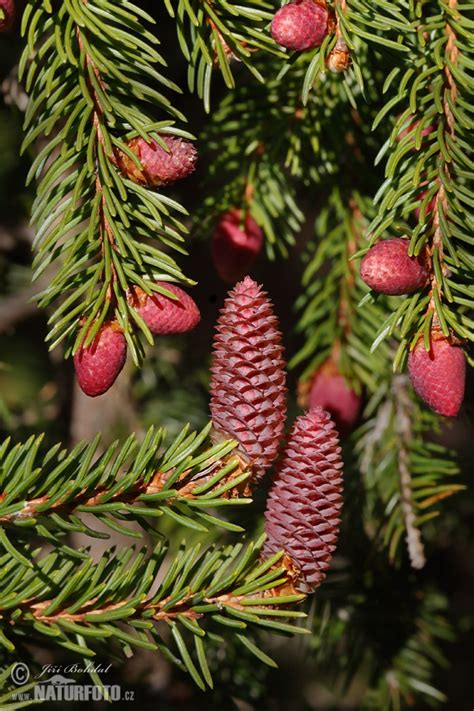 Picea abies Pictures, Norway Spruce Images, Nature Wildlife Photos ...