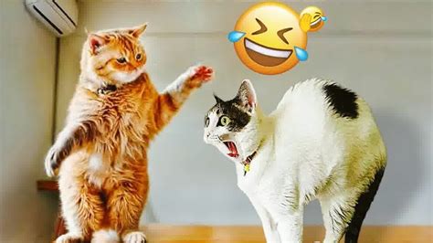 😅 Hilarious Cat Fails That Will Make You Laugh Out Loud 😹🤣 Funny Cats