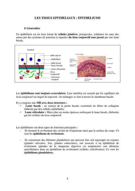 Solution Histologie Les Pith Liums Studypool