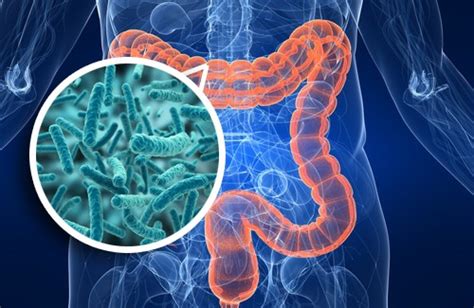 Microbiota Squilibrato Prima Causa Del Colon Irritabile