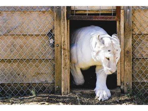 Stripeless white tiger at Colorado sanctuary awaits life-saving surgery ...