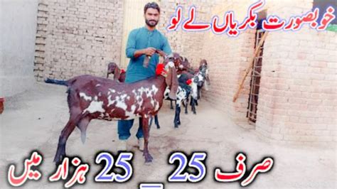 Goat Farming Pure Amritsari Beetal Gabhan Bakriyan