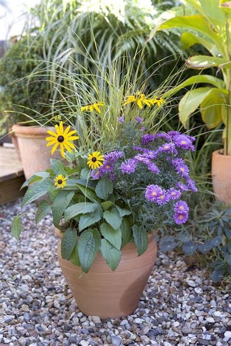 36 Best Blue Flowers To Grow In Containers Balcony Garden Web