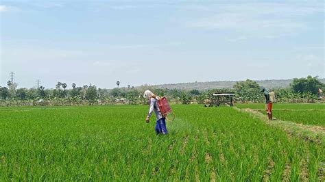 Petani Menjerit Kadis Pertanian Tuban Pilih Diam Terkait Masalah Pupuk