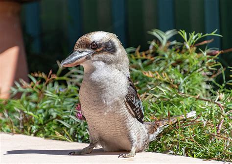 Kookaburra eating devon Photograph by Merrillie Redden - Pixels