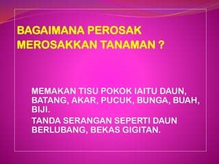 perosak tanaman kelapa
