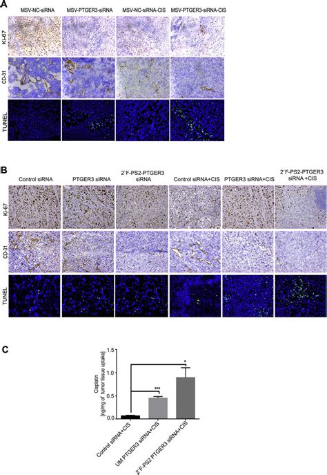 Immunohistochemical Analysis Of Ki 67 CD 31 TUNEL And Cisplatin