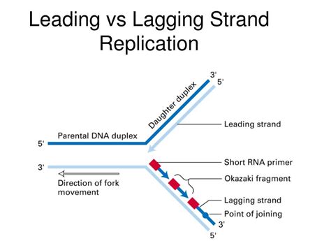 Ppt Dna Synthesis Powerpoint Presentation Free Download Id 4570224