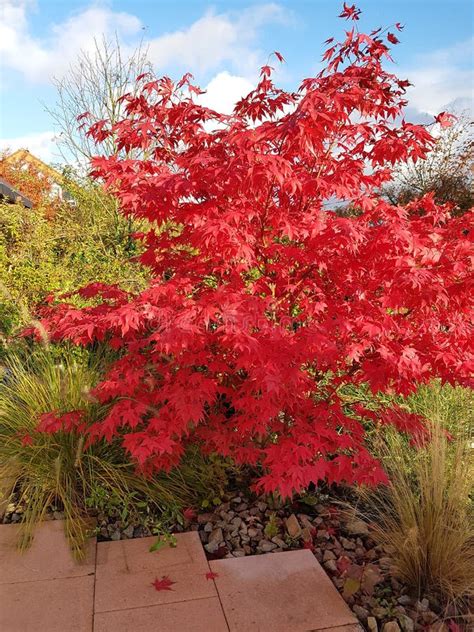 Japanische Ahorn Acer Palmatum Osakazuki Stockbild Bild Von Bunt