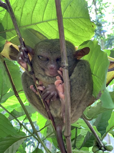 Angry Tarsier : r/aww