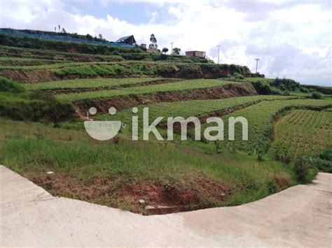 Land For Sale In Ambewela Ikman