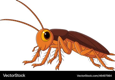 Cute Cockroach Cartoon On White Background Vector Image