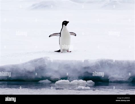 Penguin on ice floe Fotos und Bildmaterial in hoher Auflösung Alamy