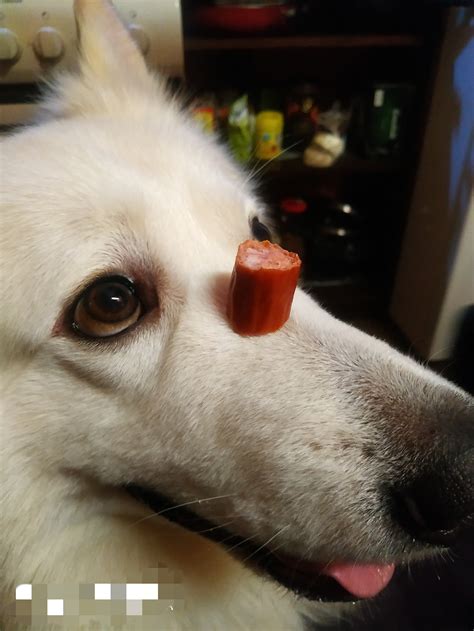 Пёс-единорог | Пикабу