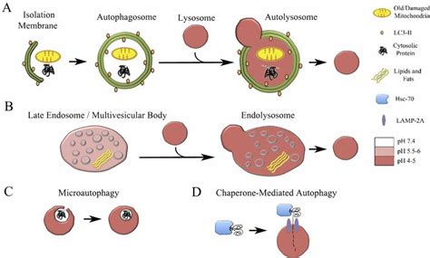 What Do Lysosomes Do