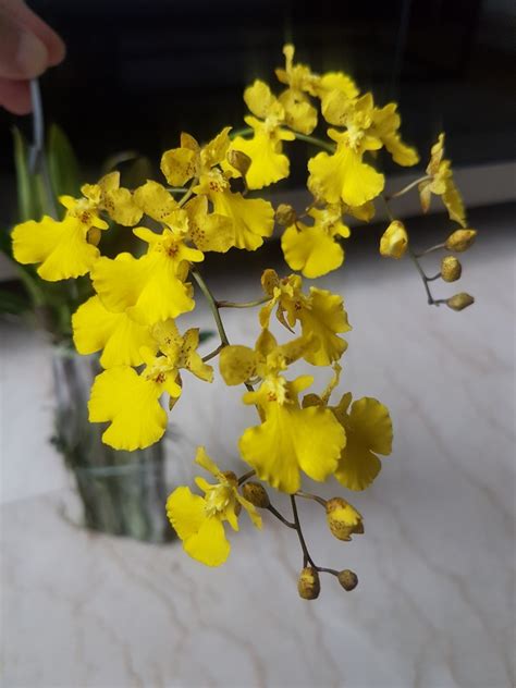 Oncidium Sp Orchid Blooming Furniture And Home Living Gardening