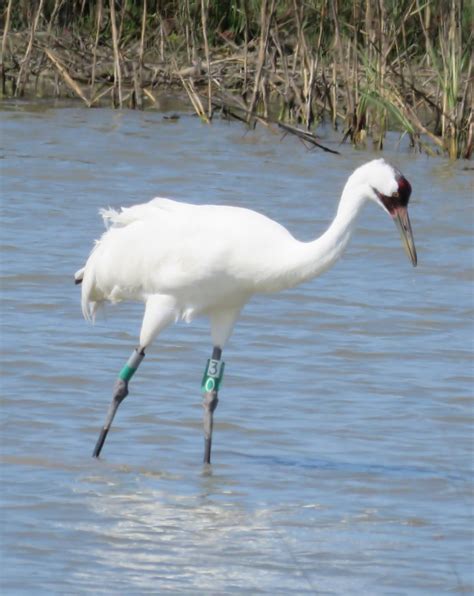 Birding Little Wild Streak